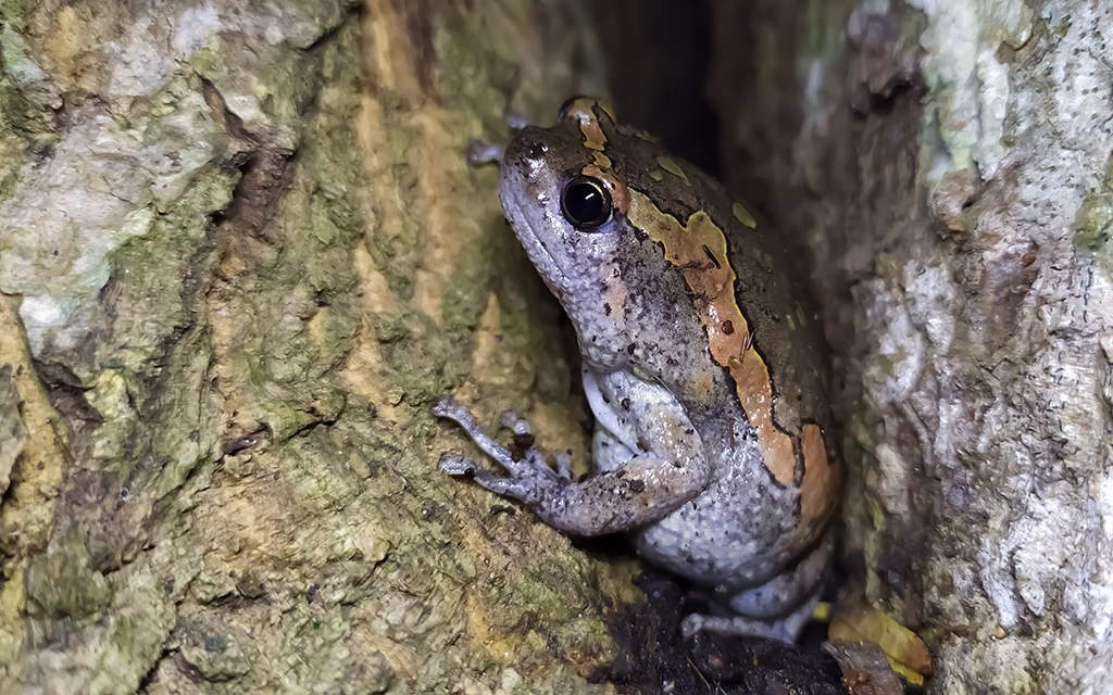 Sri Lankan Bullfrog